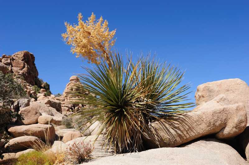 Joshua Tree N.P., 10.2009
