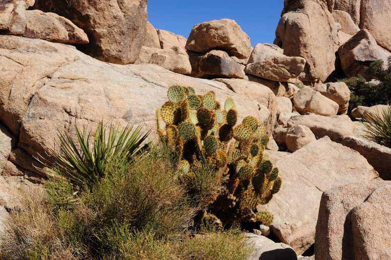 Joshua Tree N.P., 10.2009