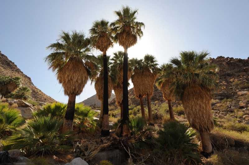 Joshua Tree N.P., 10.2009