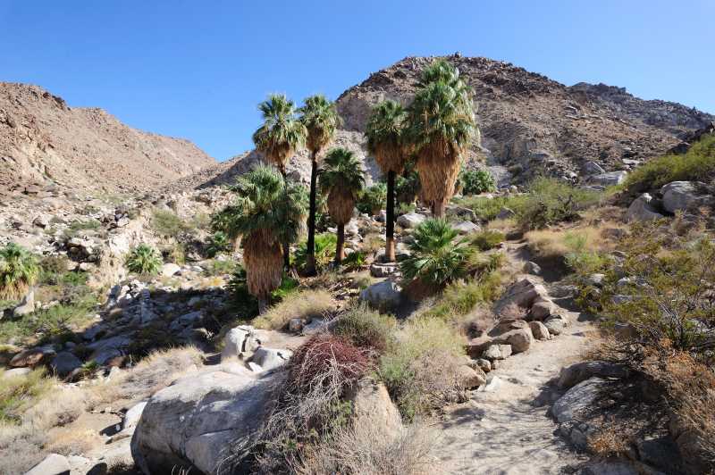 Joshua Tree N.P., Peru, 10.2009