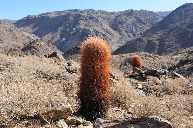 Joshua Tree N.P., 10.2009