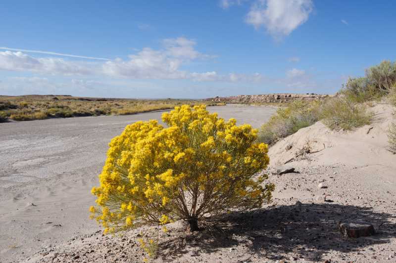 Petrified Forest N.P., 10.2009