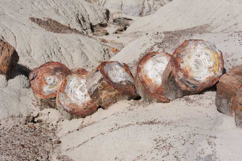 Petrified Forest N.P., 10.2009