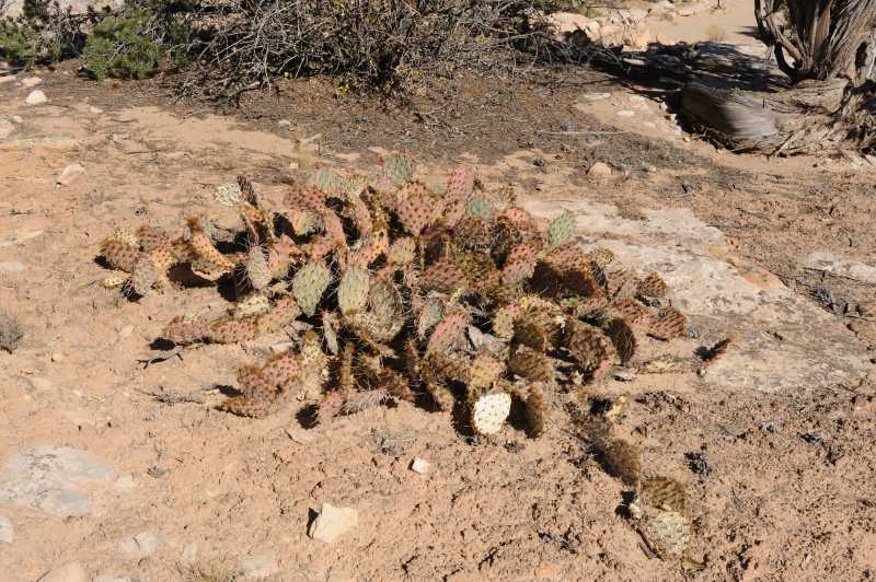 Butler Wash Anasazi Ruins, 10.2009
