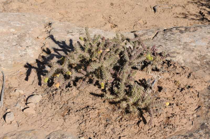 Butler Wash Anasazi Ruins, 10.2009