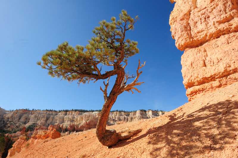 Bryce Canyon N.P., 10.2009