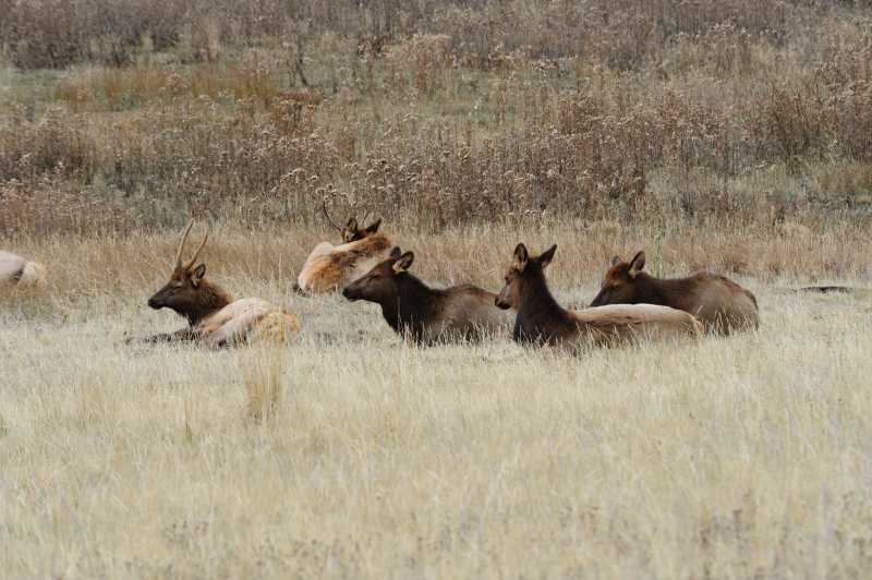 Rocky Mountain N.P., 10.2009