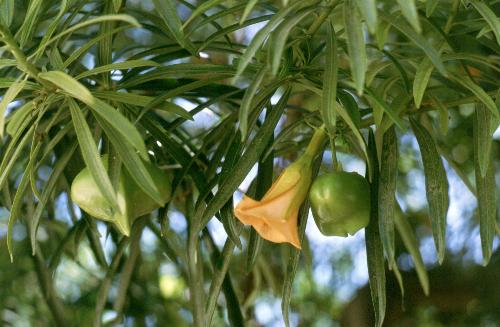 07/1989